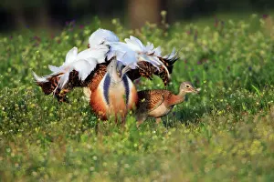 Otis: Great Bustard - male displaying to female