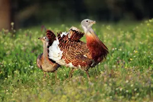 Otis: Great Bustard - male displaying to female