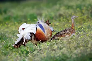Otis: Great Bustard - male displaying to female