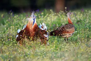 Otis: Great Bustard - male displaying to female