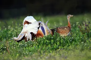 Otis: Great Bustard - male displaying to female