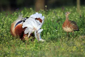 Otis: Great Bustard - male displaying to female