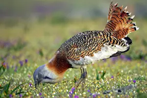 Otis: Great Bustard - Male feeding