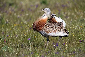 Otis: Great Bustard - male strutting through meadow displaying