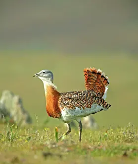 Otis: Great Bustard - male strutting across the steppes