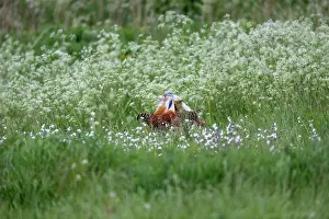 David Chapman: Great Bustard - Male - UK