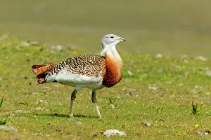 Otis: Great Bustard - male walking across open steppe