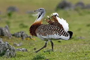 Otis: Great Bustard - male walking across open steppe