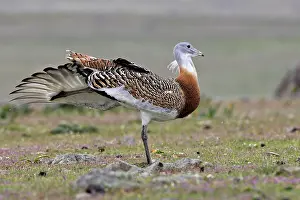 Tarda: Great Bustard - Male with the wing outstretched