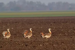 Otis: Great Bustard - males in mating season
