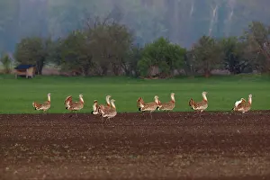Otis: Great Bustard - males in mating season