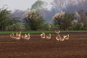 Otis: Great Bustard - males in mating season