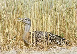 Gillean White: Great Bustard - at nest