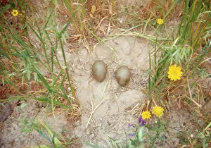 Gillean White: Great Bustard - Nest and eggs