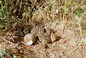 Otis: Great Bustard - Newly hatched chicks
