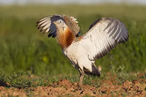 Breast: Great Bustard (Otis tarda) male in field flappi
