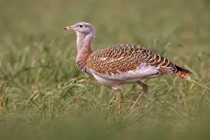 Bustard: Great bustard (Otis tarda), young male, Badajoz