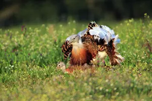 Otis: Great Bustard - pair copulating