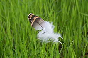 Track: Great Bustard -.single feather in grass - Austria