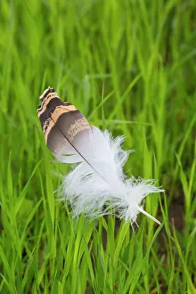 Track: Great Bustard -.single feather in grass - Austria