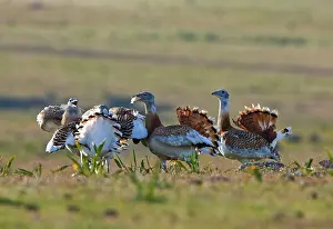 Otis: Great Bustard - young males fighting on spanish stepps