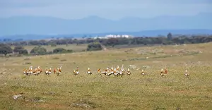Otis: Great Bustards - flock of 21 males - April
