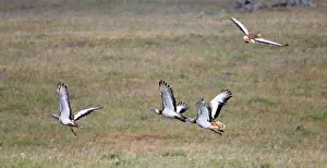 Otis: Great Bustards - flock in flight - April