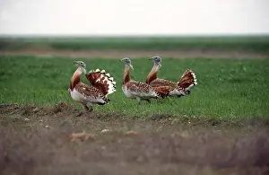 Bustard: GREAT BUSTARDS - x three males on ground, displaying