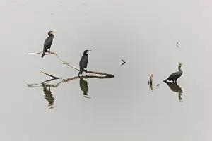 Cargo: Great Cormorant