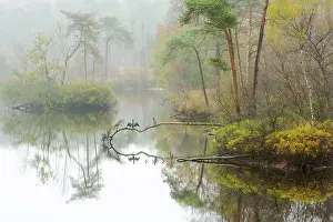 Bossen: Great Cormorant