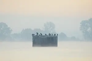 Oder: Great Cormorant