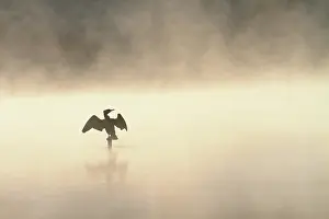 Stover: Great Cormorant