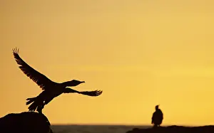 Fleeing: Great Cormorant