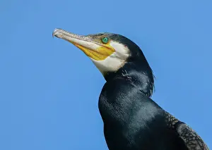 Kampen: Great Cormorant