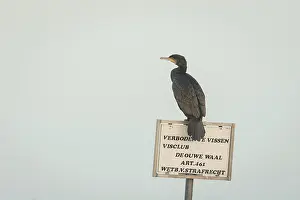 Nijmegen: Great Cormorant
