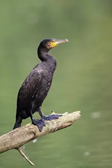 Haagse: Great Cormorant