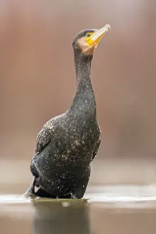 Bacs: Great Cormorant