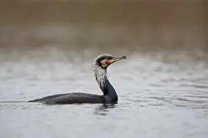 Droplet: Great Cormorant