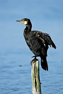 Bulgaria: Great Cormorant