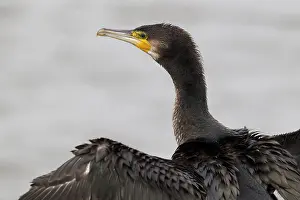Leidschendam: Great Cormorant