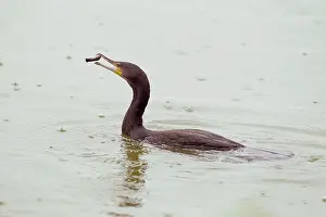 Piece: Great Cormorant