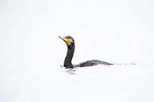 Phalacrocorax: Great Cormorant