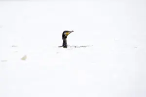 Phalacrocorax: Great Cormorant