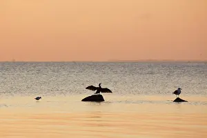 Cormorant: Great cormorant