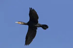 040219: Great Cormorant - bird in flight - Germany