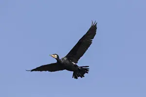 040219: Great Cormorant - bird in flight - Germany