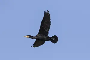 040219: Great Cormorant - bird in flight - Germany