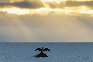Drying: Great Cormorant - drying wings