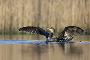 Preparing: Great Cormorant - female with wings outstretched