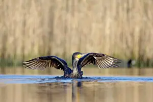 Preparing: Great Cormorant - female with wings outstretched